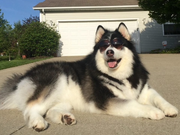 giant malamute puppies for sale near me