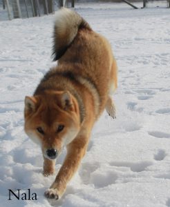 Nala - female Shiba Inu
