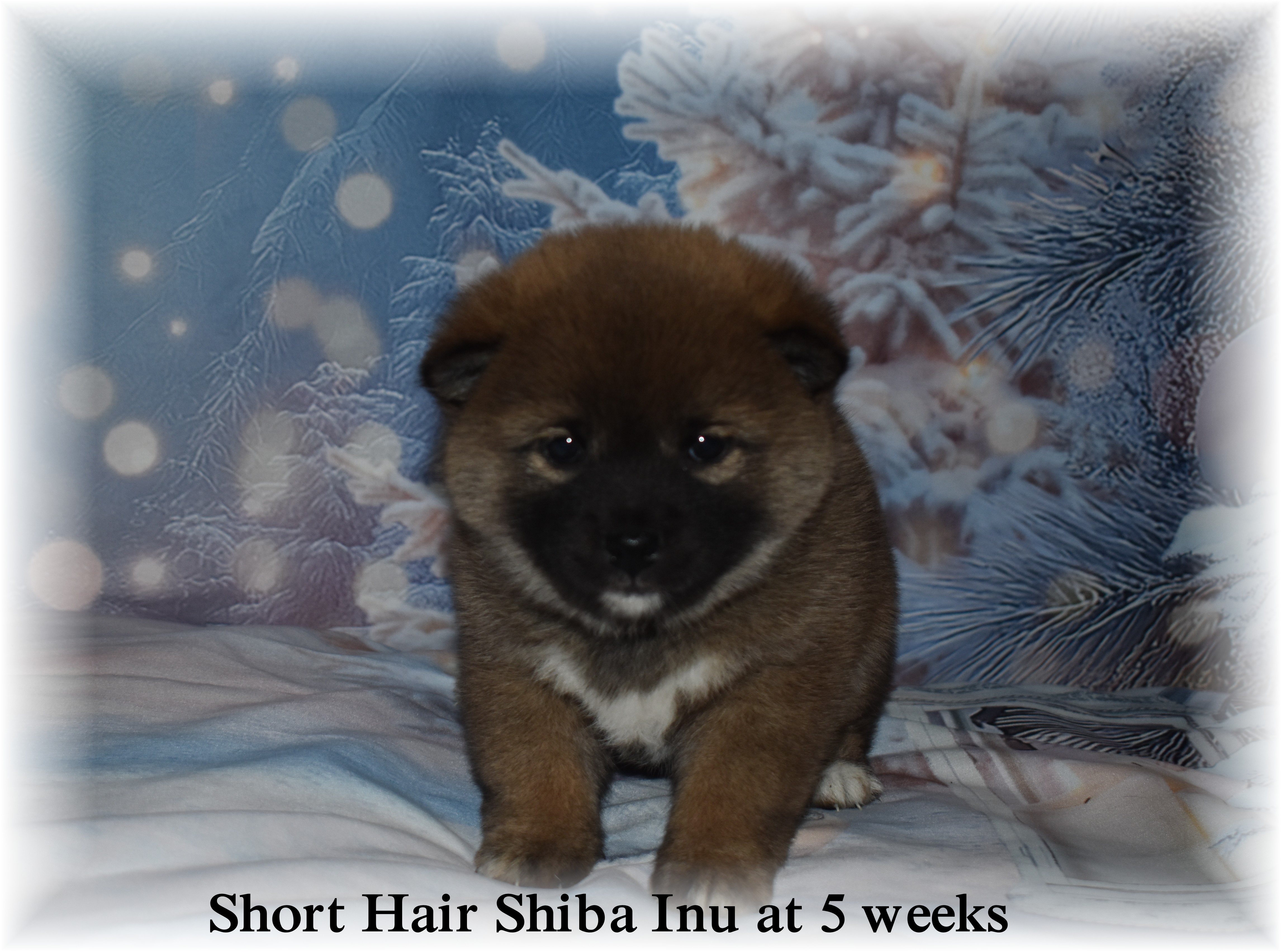 Shiba Inu Puppies For Sale - Breeder in Berlin Heights, OH | Candy Rock  Kennel