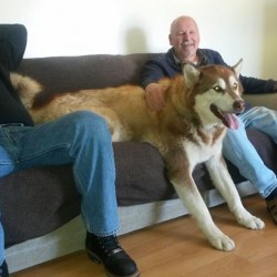 full grown alaskan malamute on a couch