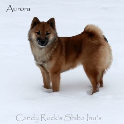 Aurora - female Shiba Inu