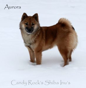 Aurora - female Shiba Inu