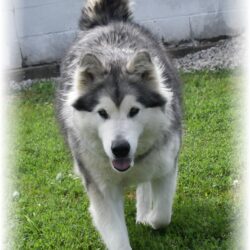 AKC Alaskan Malamute Breeder New York - Standard & Giant Malamutes ...