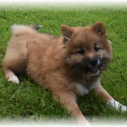 12 week old Shiba Inu puppy